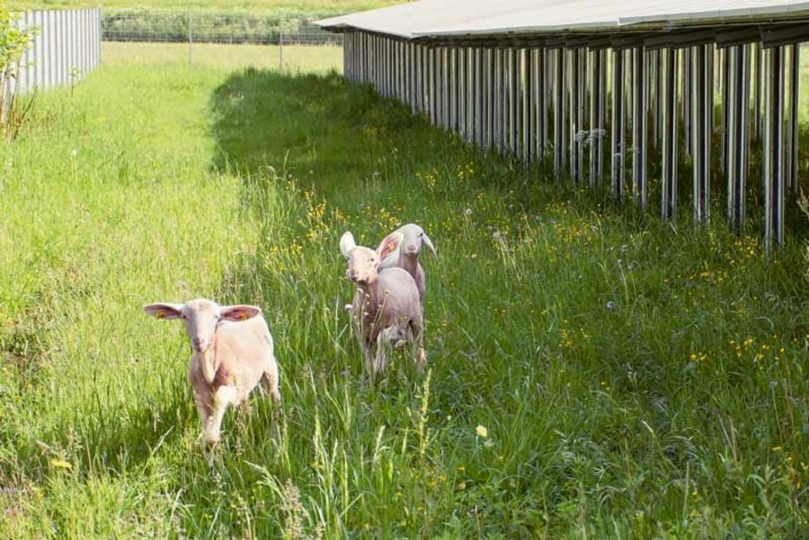 AAE Naturstrom Schafe AAE Naturstrom Schafe