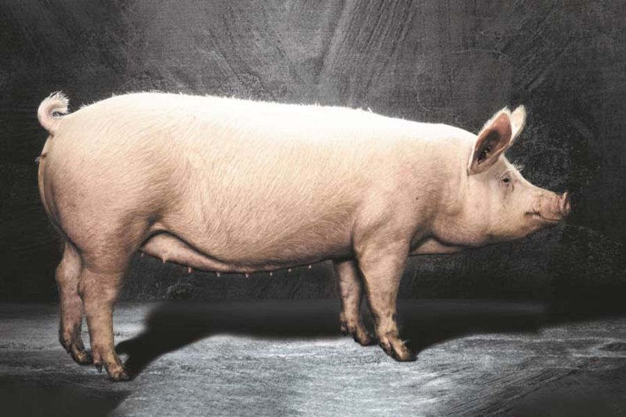 TOPIGS Z-Linie TOPIGS Z-Linie