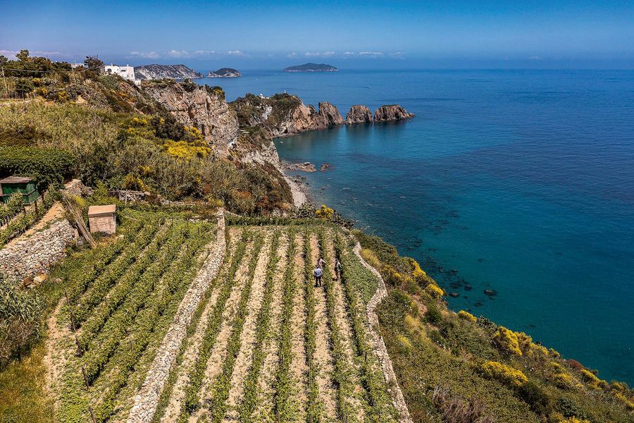 Casale del Giglio Soc. Agr. S.r.l. Weinberge Casale del Giglio Soc. Agr. S.r.l. Weinberge