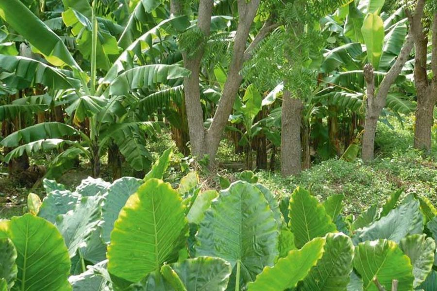Biofrusan Bananen und Zitronen Biofrusan Bananen und Zitronen