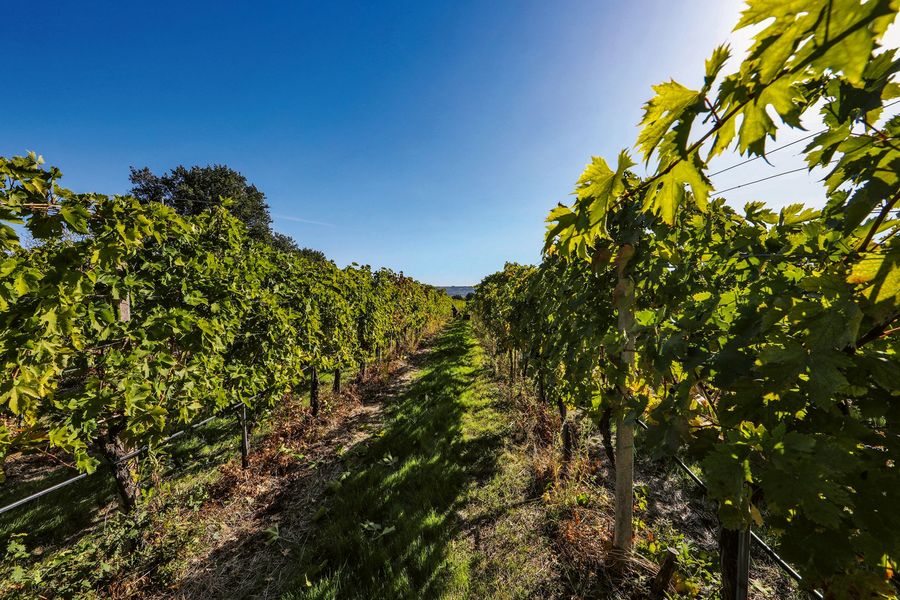 Cantina Frentana s.c.a. abruzzesischem Boden Cantina Frentana s.c.a. abruzzesischem Boden