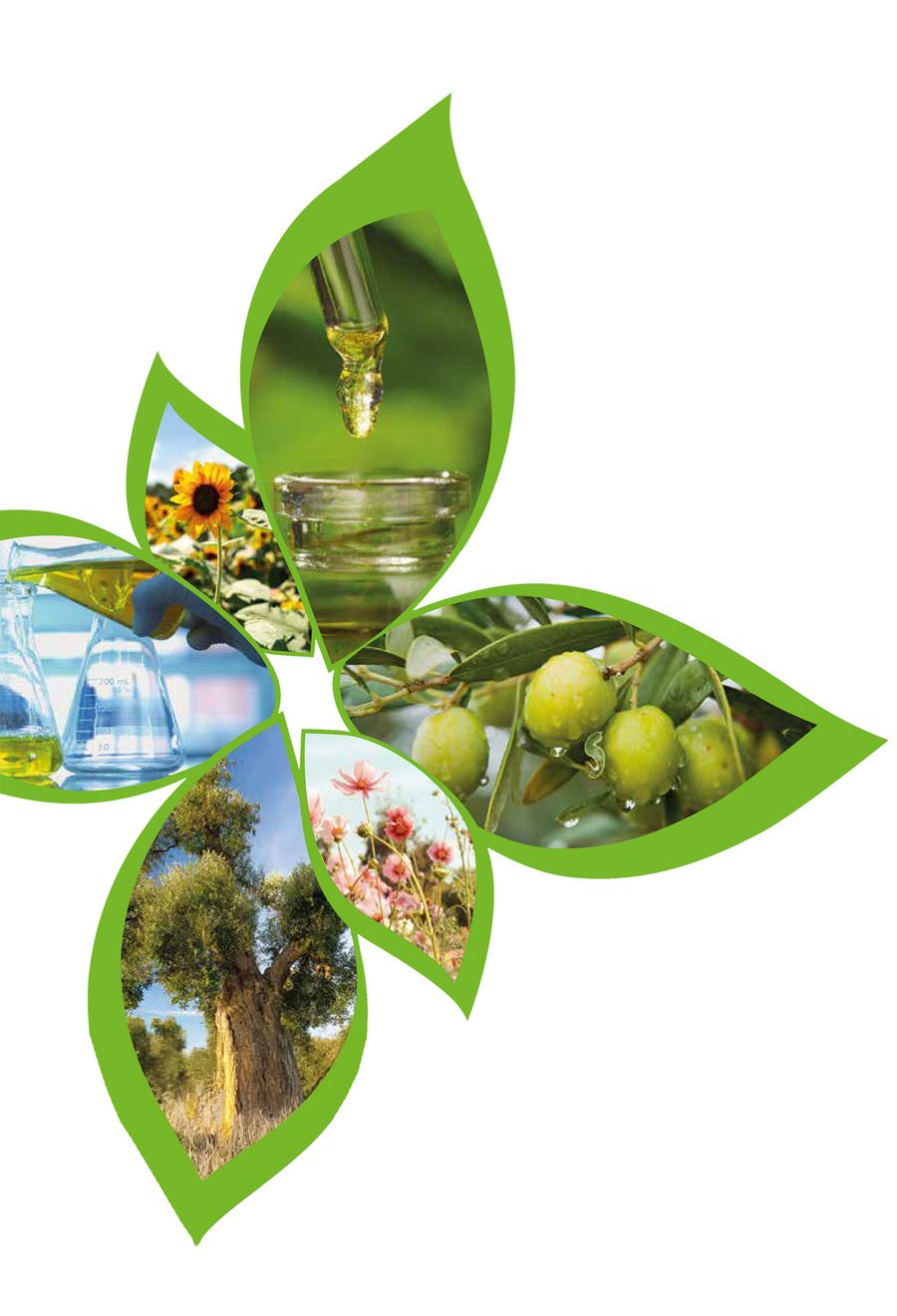 Green Oleo S.p.A. Società Benefit Vielfalt natürlicher Rohstoffe