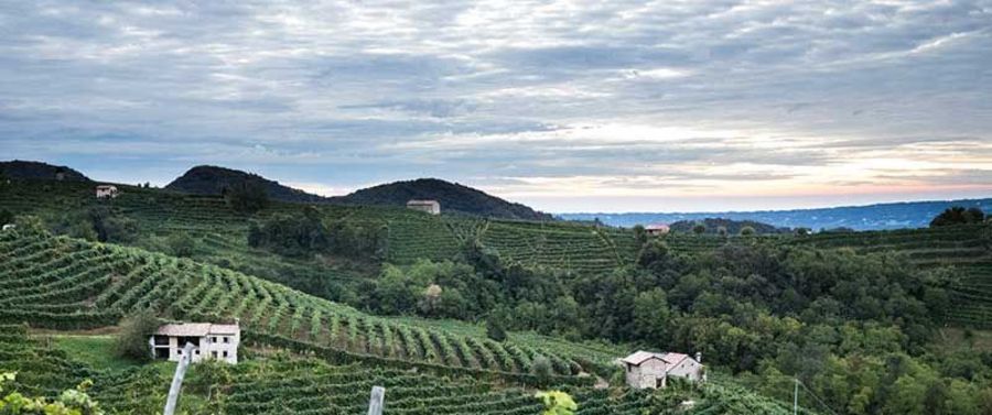 Schenk Italia Bacia della luna Weinberge Schenk Italia Bacia della luna Weinberge