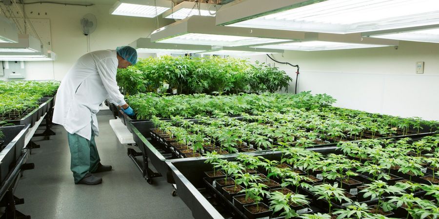 Canopy Growth Germany GmbH Kanadischepflanzen