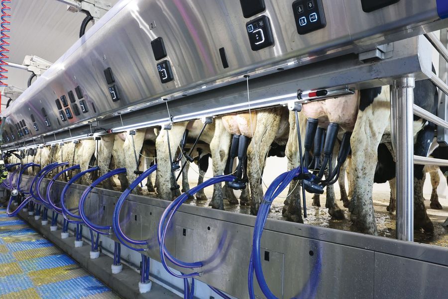 DeLaval GesmbH Parallelmelkstand P500 mit MA500-Automation DeLaval GesmbH Parallelmelkstand P500 mit MA500-Automation