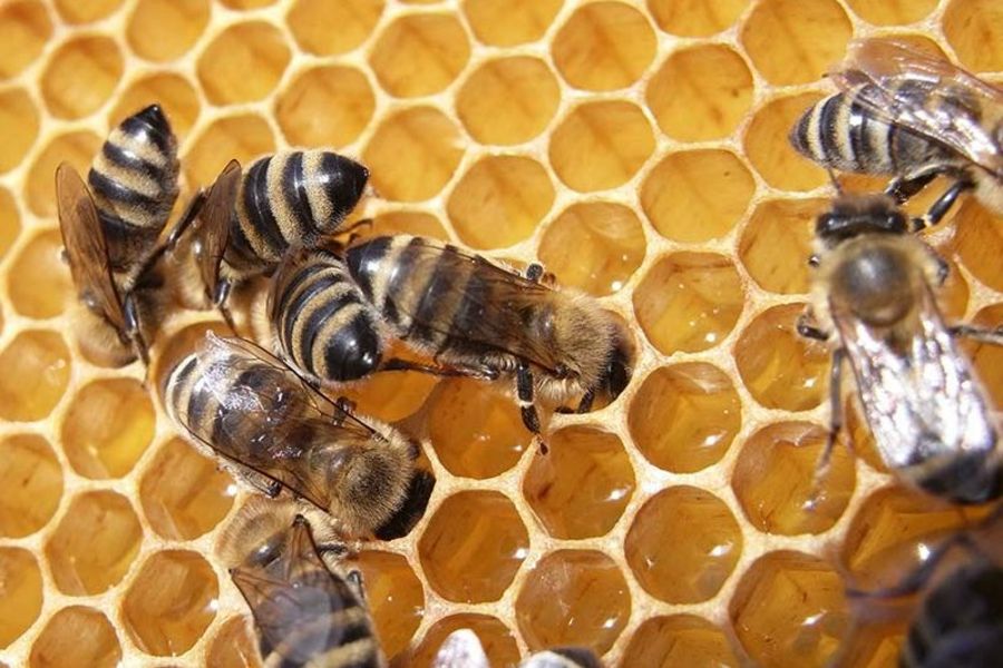 Norevo Honigbienen Norevo Honigbienen