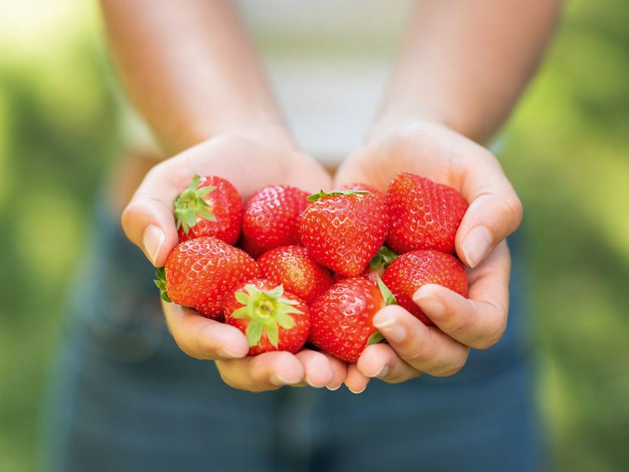 Iprona Hengersberg KG Erdbeeren