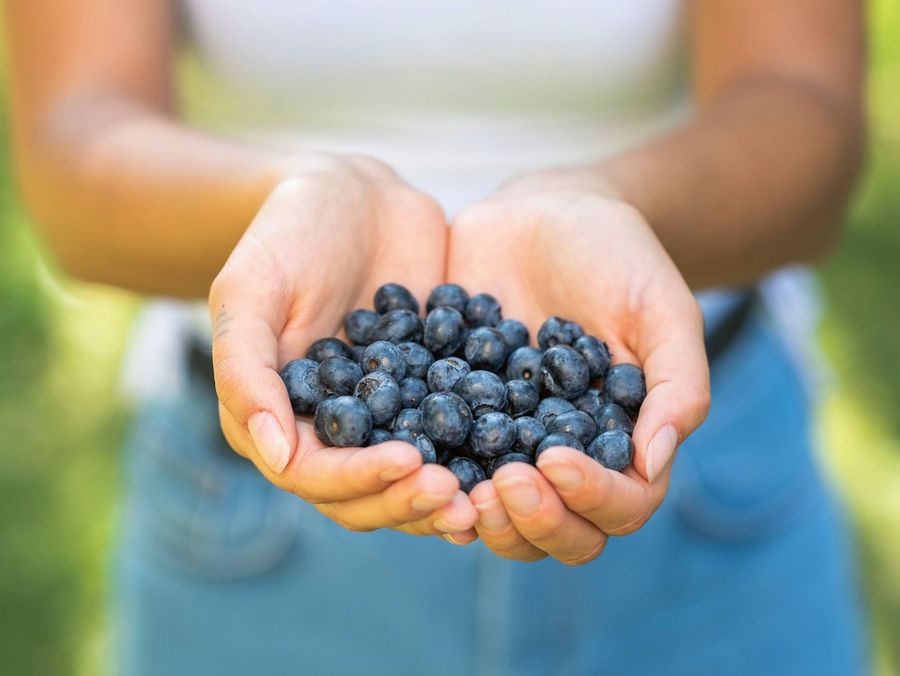 Iprona Hengersberg KG Blaubeeren