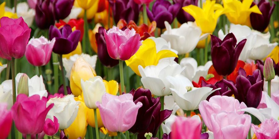 Samen Mauser AG Tulpenmischung Samen Mauser AG Tulpenmischung