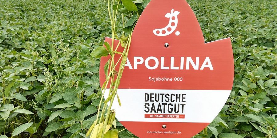 MFG Deutsche Saatgut GmbH Sojakompetenz