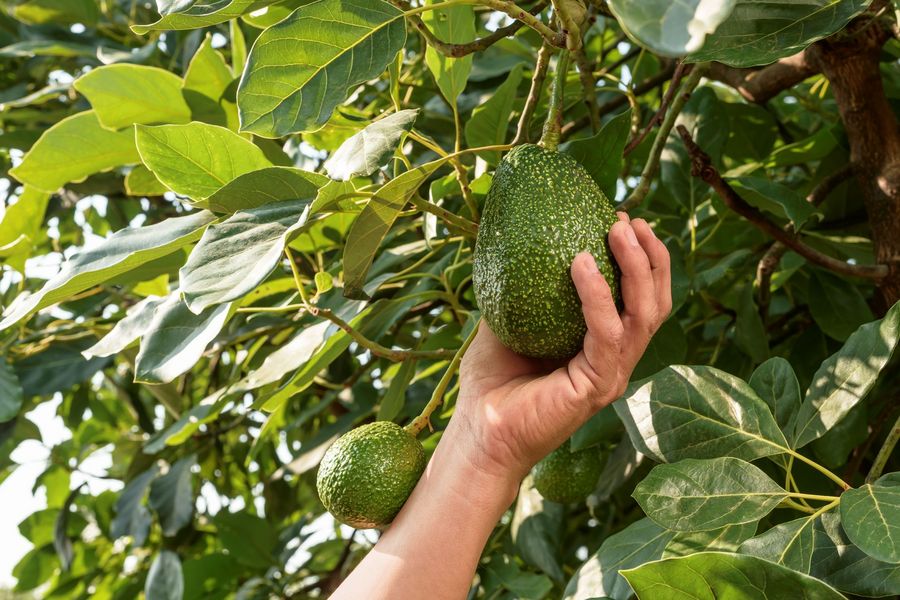Agora America GmbH Avocado Agora America GmbH Avocado
