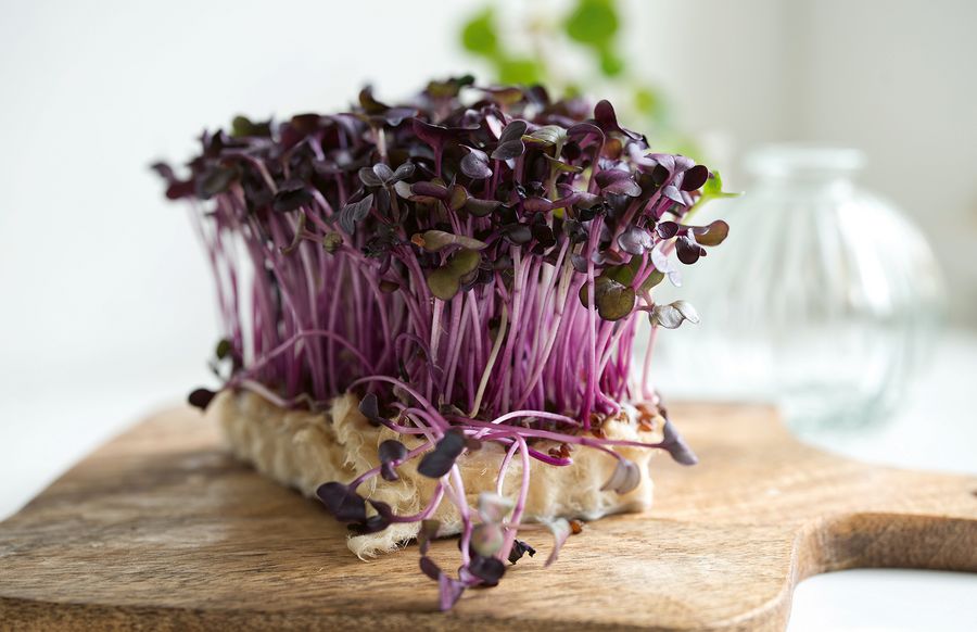 Samen Mauser AG Microgreens Samen Mauser AG Microgreens