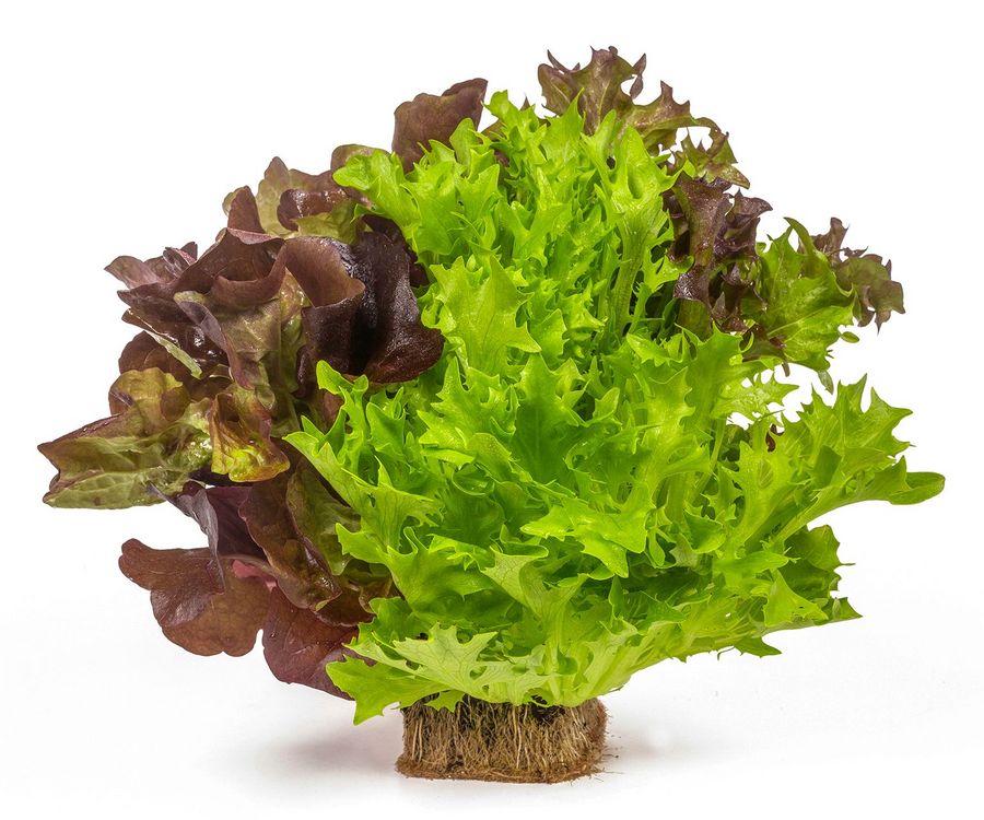 Rijk Zwaan Welver GmbH Salat